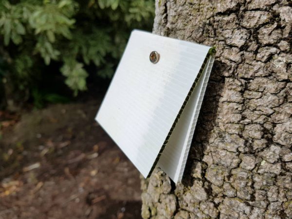 A chew card nailed onto a tree -  to monitor the presence or absence of rats, mice, possums, hedgehogs, stoats, and feral cats.