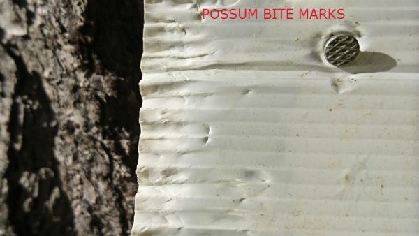 A chew card nailed onto a tree showing possum bite marks. Chew cards monitor the presence or absence of rats, mice, possums, hedgehogs, stoats, and feral cats.