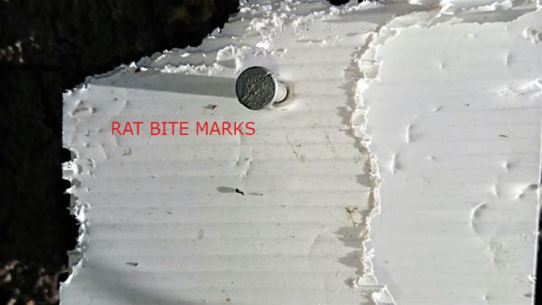 A chew card nailed onto a tree showing rat bite marks. Chew cards monitor the presence or absence of rats, mice, possums, hedgehogs, stoats, and feral cats.