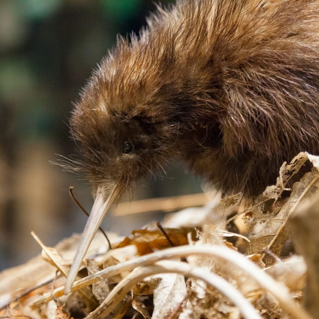 The Kiwi: National Bird of New Zealand and the Threats to Their Survival