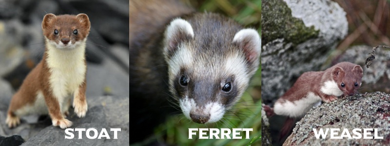 Stoats Ferret and Weasels