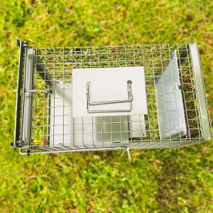 Magpie Trap