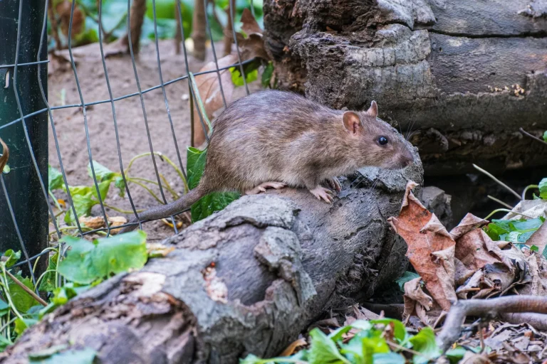 rat_57ede433-afce-49b7-86fa-c6d476a0c324_2048x (1)