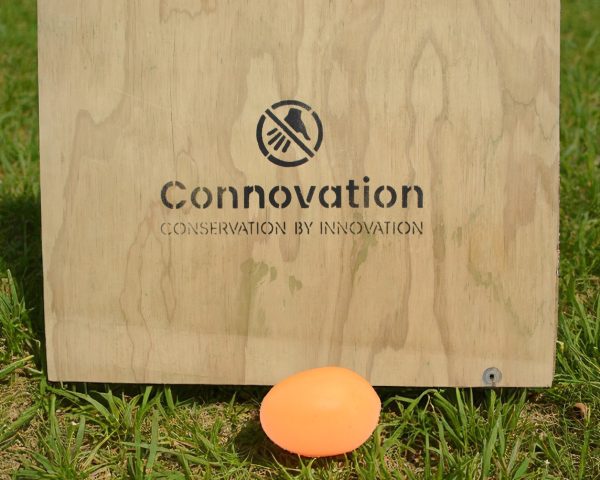 Decoy Eggs
