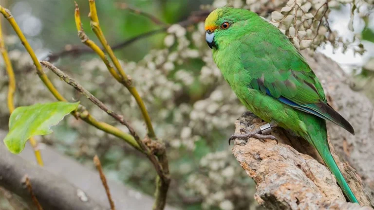 orange-fronted-1600-3 (1)