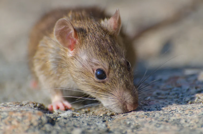 Rat
