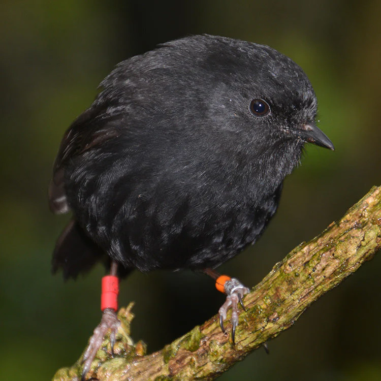 black_robin_15ce498a-d233-41d4-90af-1b9f7d08ae8e_2048x (1)