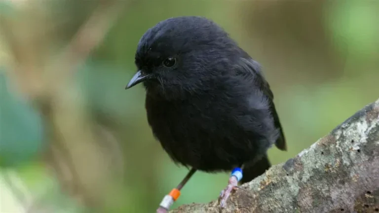 chathams-island-black-robin-hero_1_5076159e-7f09-47a9-a8a8-18c7e54bf146_2048x (1)