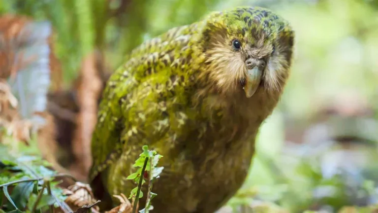 stella-the-kakapo-codfish-1600_24d46c86-cacd-44d9-b9e6-1958cd26cb52_2048x (1)