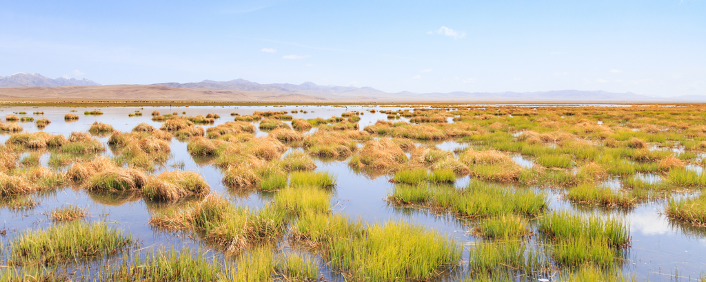 Wetlands
